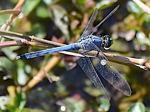 Eastern Pondhawk - Erythemis simplicicollis